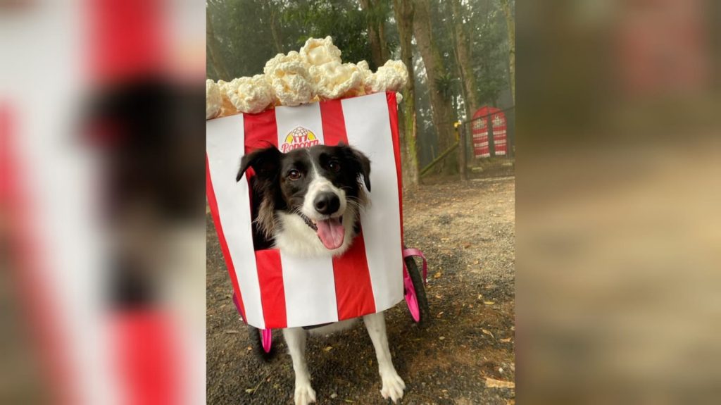 Vestida de carrinho de pipoca, cachorra com paralisia ganha ‘cãocurso’ de fantasias em creche de SC; VÍDEO