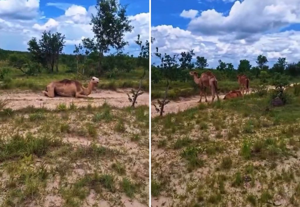Entenda como os camelos que encantaram a web chegaram ao Tocantins; VÍDEO