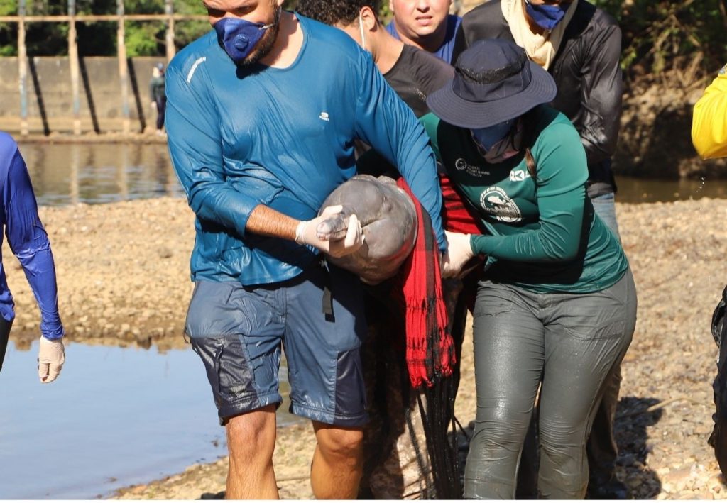 Botos-do-Araguaia são resgatados após ficarem presos em poça de água de rio que secou no TO